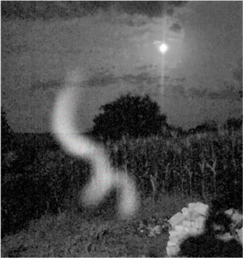 Coiling light in the cornfield