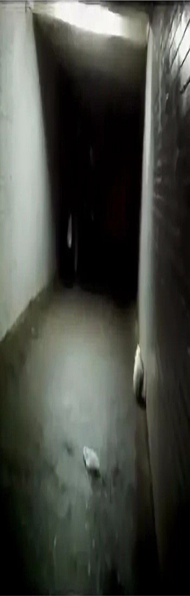 Ashbrooke Cryptid Sightings